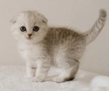 小猫睡觉一直发出咕噜咕噜的声音，探索背后的原因及其意义