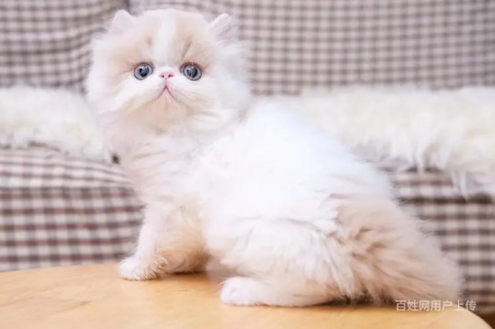 二个月小猫洗澡会死吗?详解幼猫洗澡的正确做法与注意事项