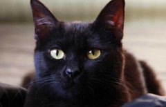 猫的胡须被剪掉会怎样？深入探讨猫胡须的功能及对猫咪的影响