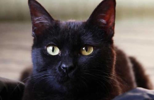 猫的胡须被剪掉会怎样?深入探讨猫胡须的功能及对猫咪的影响