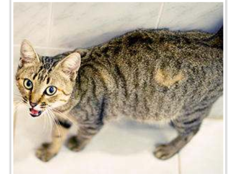 母猫几个月可以怀孕?深入解析猫咪的生育能力和负责任的养猫建议