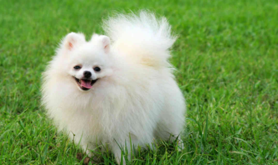 波美拉尼亚犬多少钱