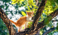<b>猫咪竟然讨厌这8种气味，你知道吗？</b>