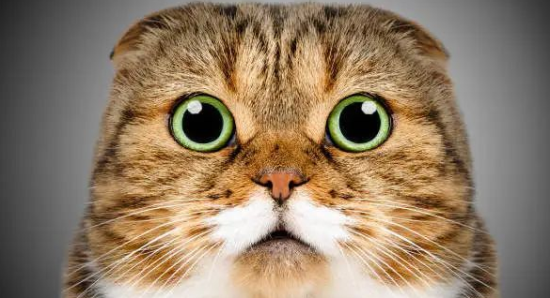 猫咪竟然讨厌这8种气味，你知道吗？