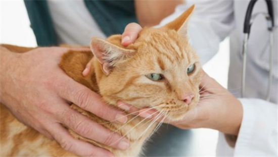 兽医再次提醒：冬季猫瘟高发，猫有这些表现要注意！