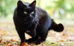 全黑猫咪什么品种