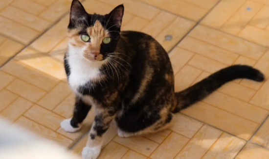 哈利波特守护神玳瑁猫