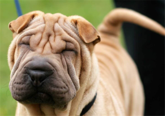 皱纹狗狗是什么品种