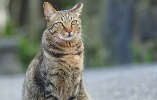 狸花猫为什么不能喂熟食