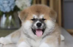 日本国犬是什么品种