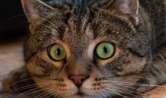 猫眼睛里有一小块透明膜