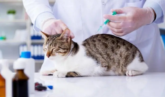 猫需要打疫苗吗?