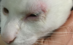 猫眼皮上方红肿怎么回事