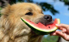 狗可以吃什么水果