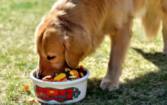 狗可以吃枇杷吗