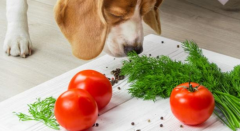 狗可以吃茄子吗