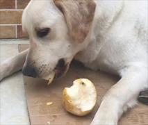 狗可以吃梨吗