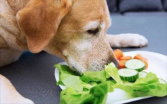 狗可以吃生菜吗