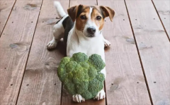 狗可以吃西兰花吗