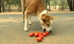 狗可以吃西红柿吗?为什么