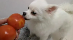 狗可以吃西红柿吗