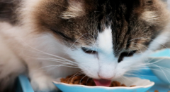猫咪只吃猫粮不吃别的东西怎么办