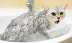 <b>猫咪洗完澡多久可以驱虫</b>