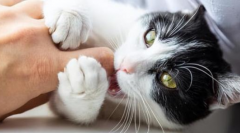 猫咪喜欢咬人是什么原因