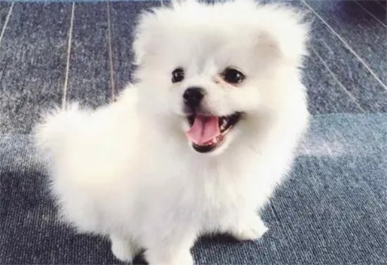 狗狗多大可以训练定点大小便