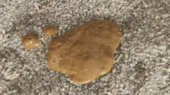 猫咪拉稀像泥浆很臭