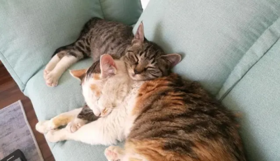 猫咪漏屎怎么解决