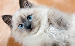 <b>猫咪临产前的六个特殊征兆？</b>