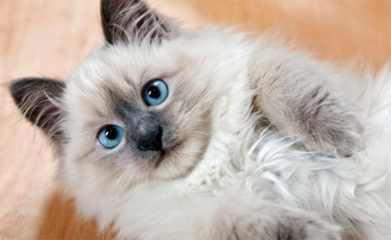 猫咪临产前的六个特殊征兆