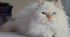 <b>5种适合家养的猫咪优缺点</b>