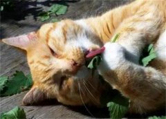 <b>看似平平无奇的猫薄荷，为什么能让猫如此上头？</b>