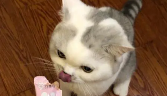 猫咪的诱食剂有哪些