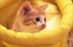 <b>猫咪耳螨怎么治疗</b>