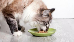 <b>猫咪怀孕禁止吃什么</b>