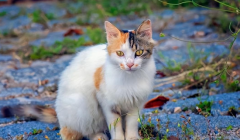 <b>猫咪产后抑郁能自愈吗</b>