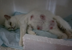 <b>猫咪产后不吃东西怎么办</b>