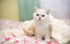 <b>猫草怎么种</b>