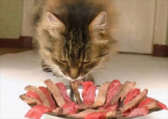 猫产后吃什么补充营养