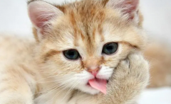 <b>猫比狗聪明吗</b>