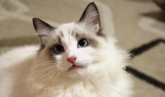 <b>猫不能闻哪些花</b>