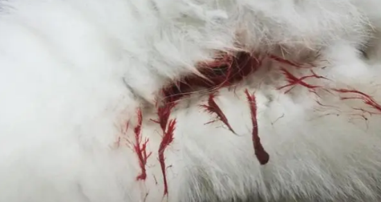 猫便血怎么回事