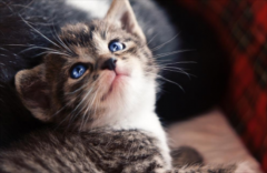 <b>猫不能吃什么水果</b>