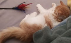 猫吃蛋黄多久吃一次