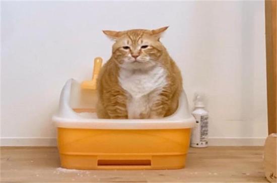 猫咪便秘有哪些症状