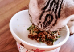 猫草多久吃一次