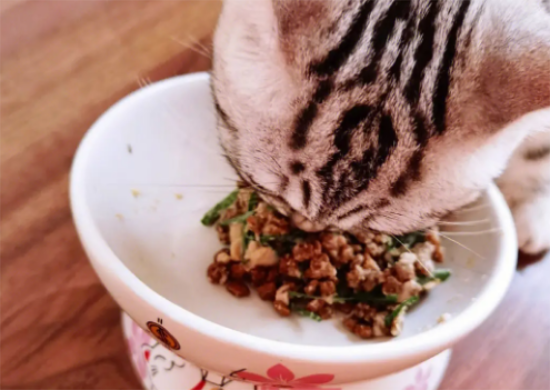 猫草多久吃一次
